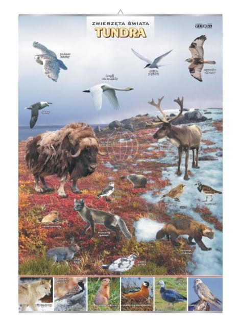 Tundra. Plansza edukacyjna