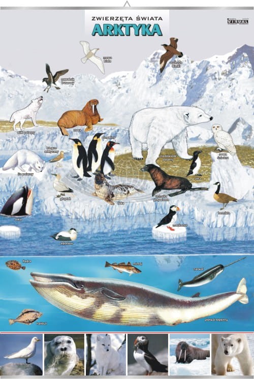 Arktyka.jpg