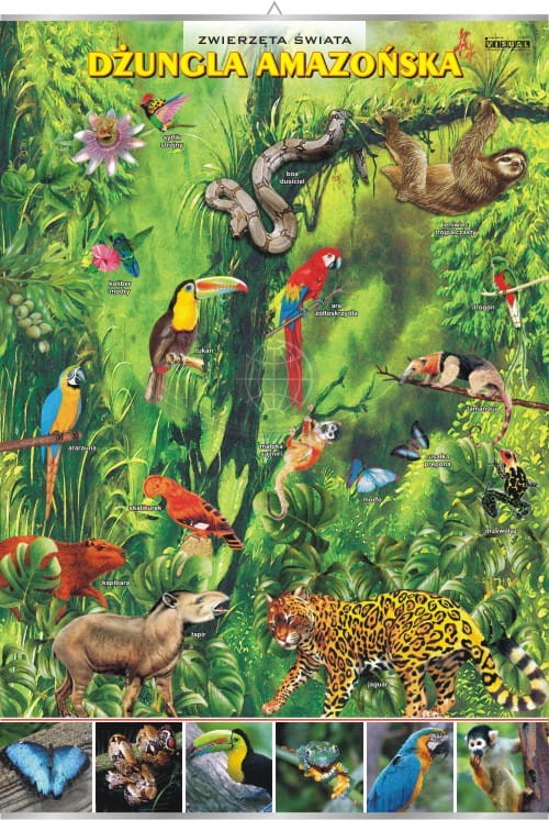Dżungla amazońska. Zwierzęta świata. Plansza edukacyjna