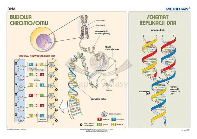 Podstawy genetyki. Komplet 5 ściennych plansz dydaktycznych. DNA