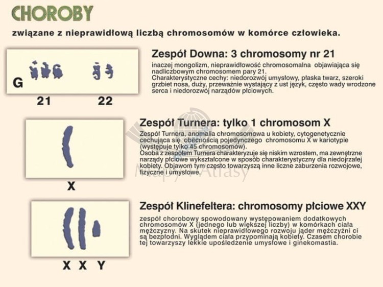 Podstawy genetyki. Komplet 5 ściennych plansz dydaktycznych. Fragment 2