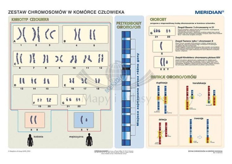 Podstawy genetyki. Komplet 5 ściennych plansz dydaktycznych. Chromosomy w komórce człowieka