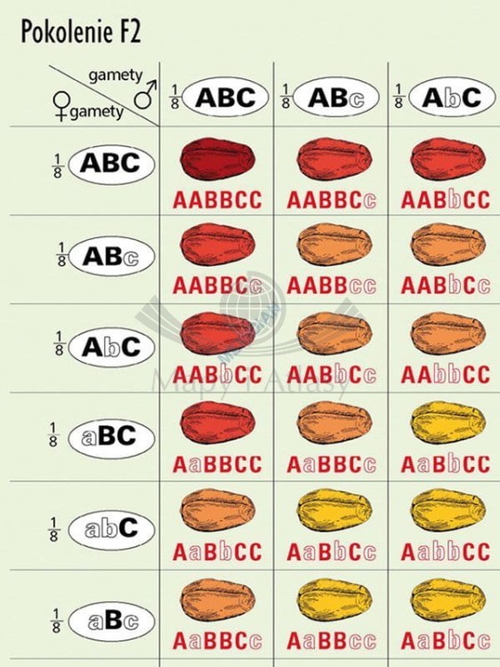 Podstawy genetyki. Komplet 5 ściennych plansz dydaktycznych. Fragment 3