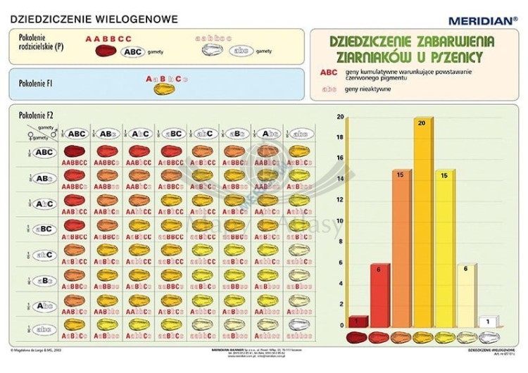 Podstawy genetyki. Komplet 5 ściennych plansz dydaktycznych. Dziedziczenie wielogenowe