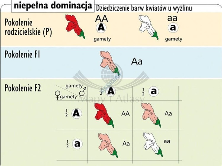 Podstawy genetyki. Komplet 5 ściennych plansz dydaktycznych. Fragment 4