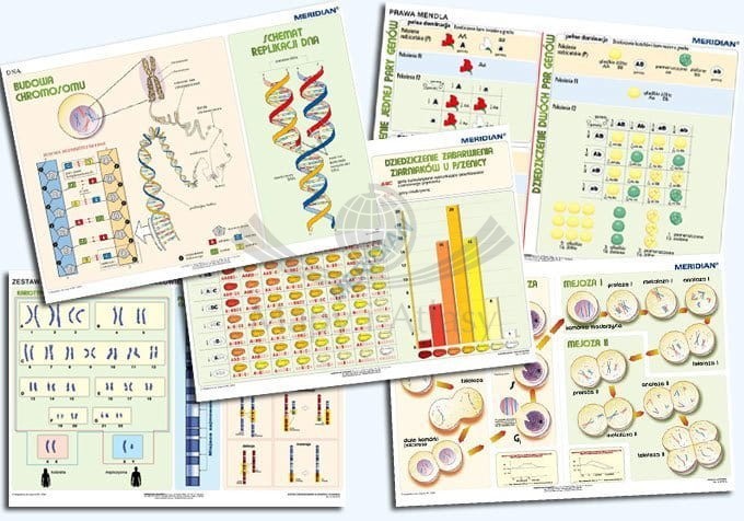 Podstawy genetyki. Plansze dydaktyczne. Komplet 5 sztuk
