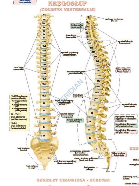 DUO Układ szkieletowy człowieka5.jpg