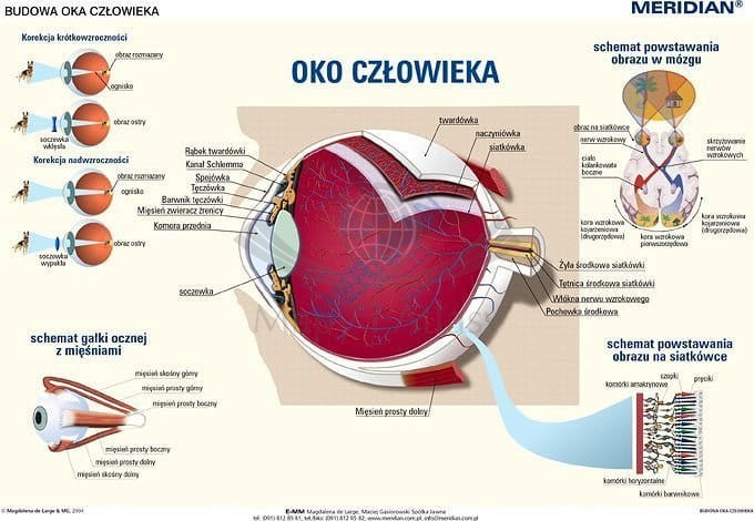 Budowa oka. Plansza edukacyjna 160 x 120 cm. Drewniane półwałki