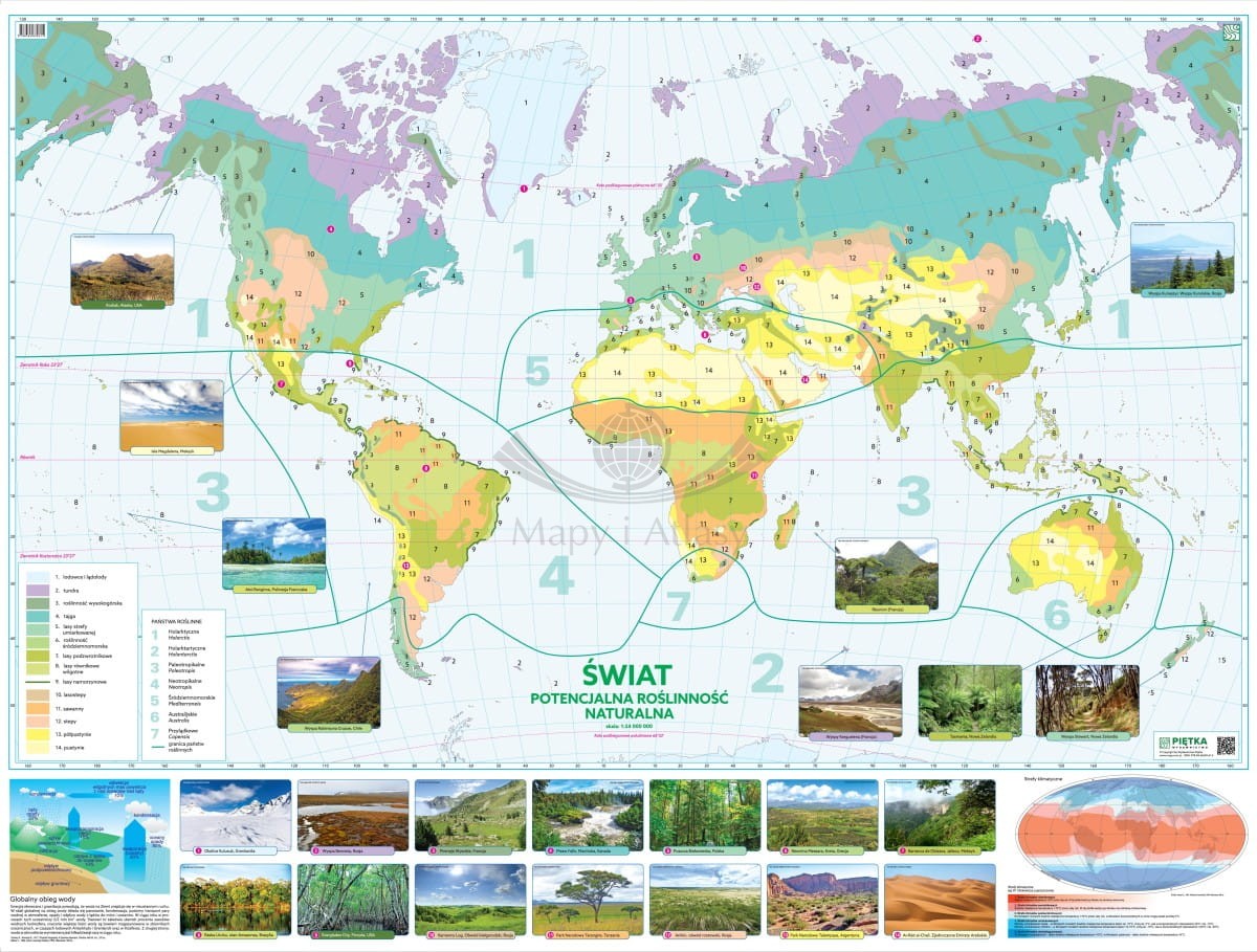 Świat. Roślinność naturalna. Mapa ścienna. Wersja STRONG