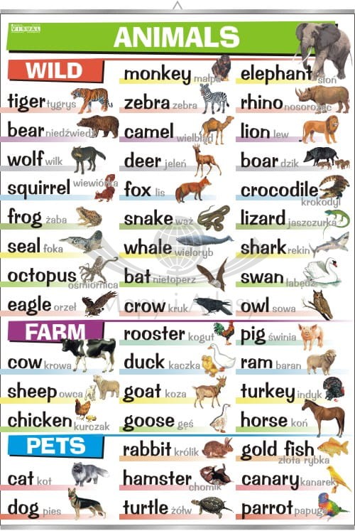 Animals.jpg