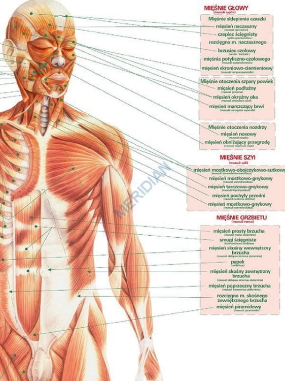 DUO Układ mięśniowy człowieka3.jpg