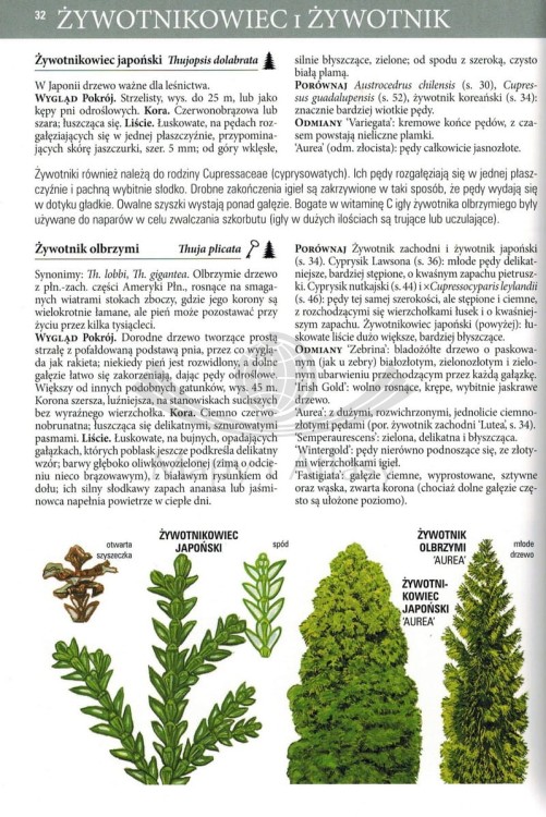 Drzewa. Przewodnik Collinsa. Przykładowa strona 2