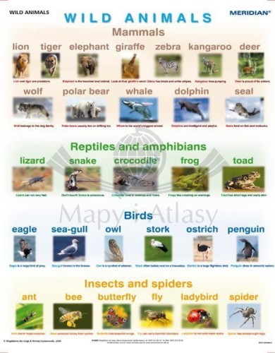 Wild animals. Plansza edukacyjna w języku angielskim. Drewniane półwałki