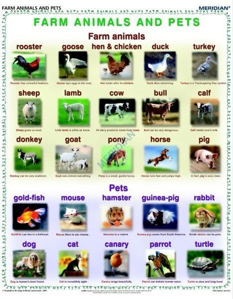 Farm animals and pets. Plansza edukacyjna w języku angielskim. Drewniane półwałki