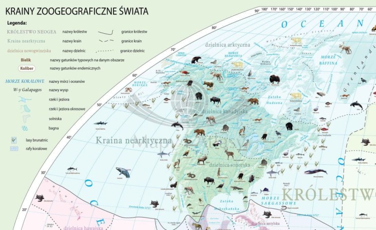 Krainy zoogeograficzne świata 1:22 000 000. Mapa ścienna wydawnictwa Meridian. Fragment