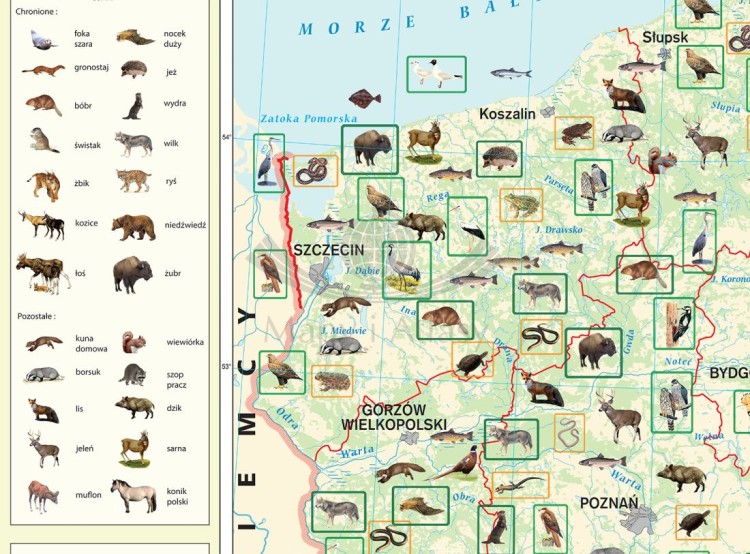 Zoogeografia Polski 1:500 000. Mapa ścienna wydawnictwa Meridian. Fragment 1
