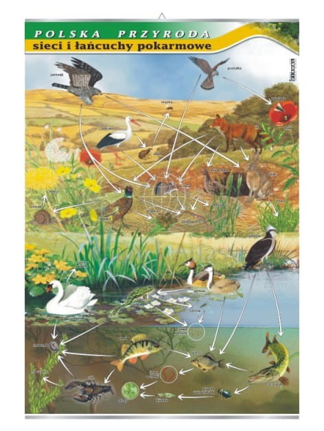 Polska przyroda. Sieci i łańcuchy pokarmowe. Plansza edukacyjna