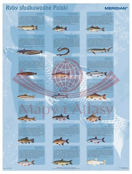 Ryby słodkowodne Polski. Plansza edukacyjna. Drewniane półwałki