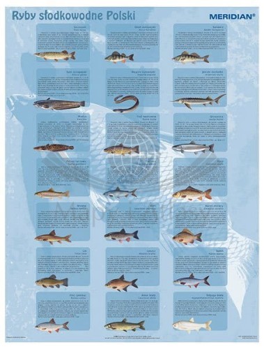 Ryby słodkowodne Polski. Plansza edukacyjna. Drewniane półwałki
