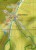 Niżne / Niskie Tatry. Chopok, Dumbier, Certovica. Mapa turystyczna 2505 wydawnictwa Tatra Plan. Fragment 2