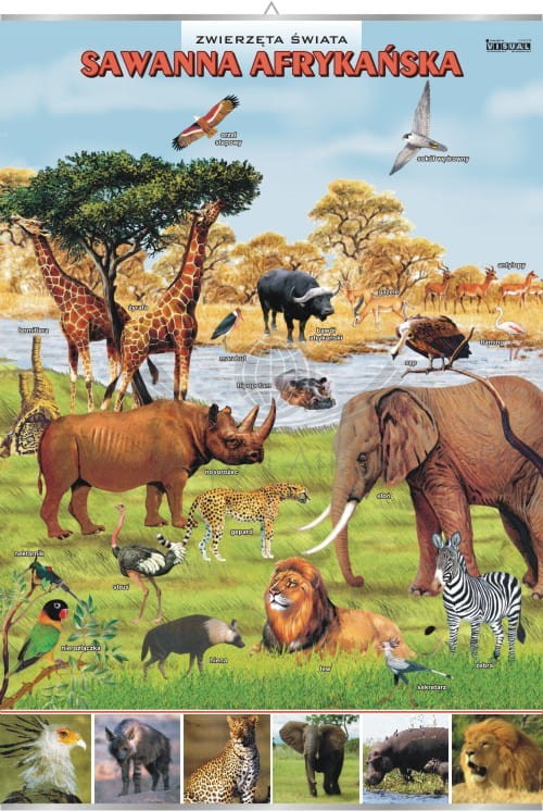 Sawanna afrykańska. Zwierzęta świata. Plansza edukacyjna
