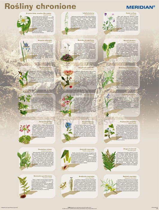 Rośliny chronione w Polsce. Plansza edukacyjna. Drewniane półwałki