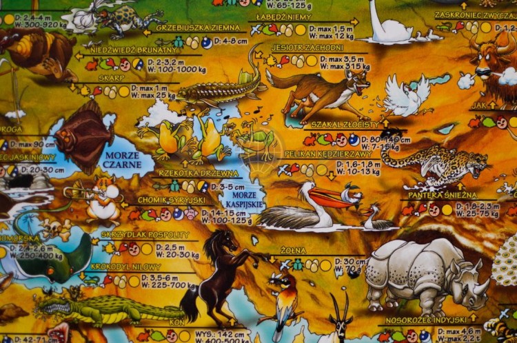 Zwierzęta świata. Laminowana mapa dla dzieci. Fragment 3