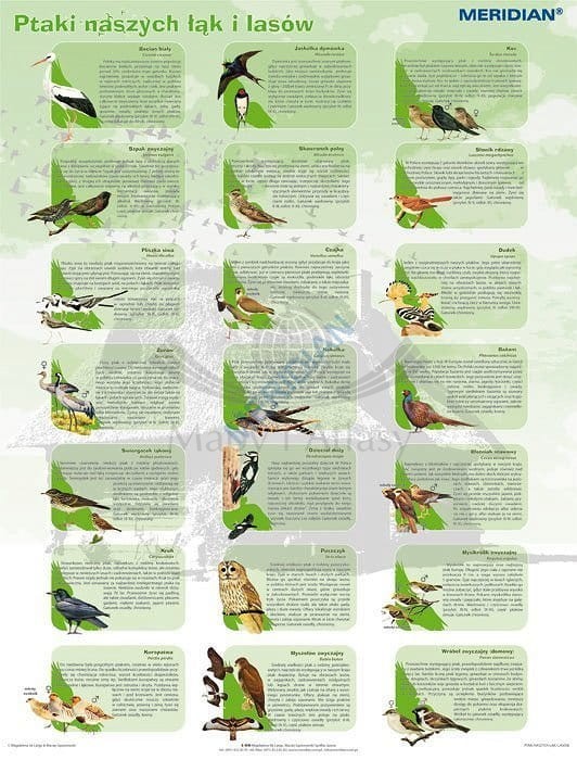 Ptaki naszych łąk i lasów. Plansza edukacyjna. Drewniane półwałki