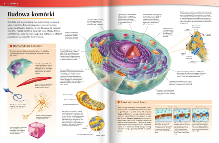 Atlas anatomiczny. Tajemnice ciała. Wydawnictwo Nowa Era. Przykładowe strony 1