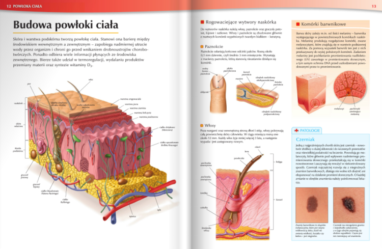 Atlas anatomiczny. Tajemnice ciała. Wydawnictwo Nowa Era. Przykładowe strony 3