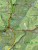 Beskid Żywiecki 2 w 1. Laminowana mapa turystyczna + Miniprzewodnik wydawnictwa ExpressMap. Fragment 4