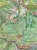Beskid Żywiecki 1:50 000. Mapa laminowana wydawnictwa Compass. Fragment 2