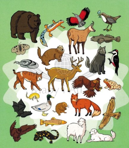 Moja kolorowanka. Zwierzęta w Tatrach. Okładka tył