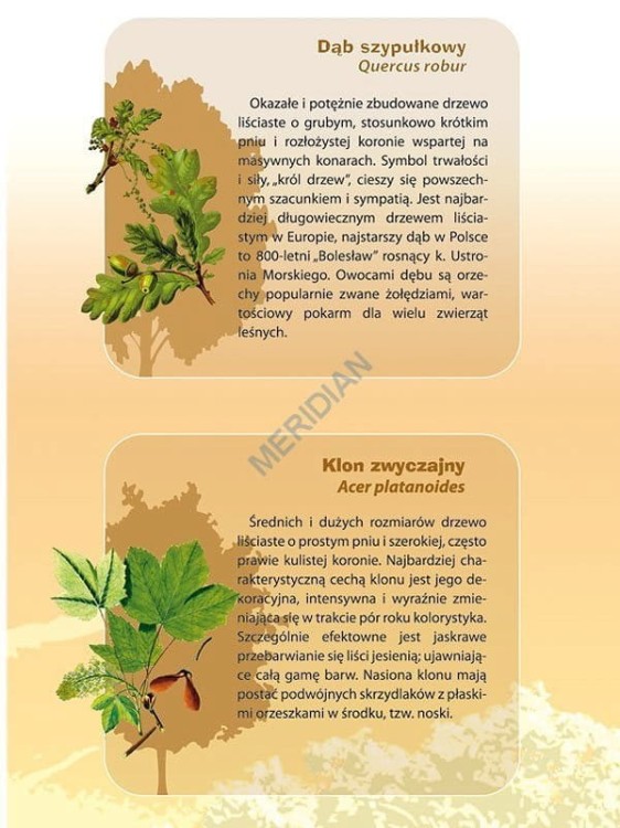 Drzewa liściaste. Plansza edukacyjna. Drewniane półwałki