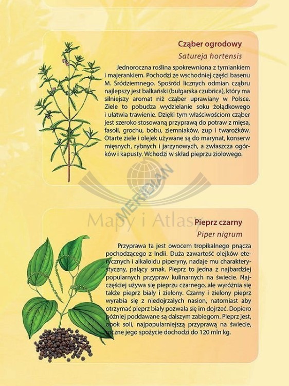 Rośliny przyprawowe. Plansza edukacyjna. Drewniane półwałki