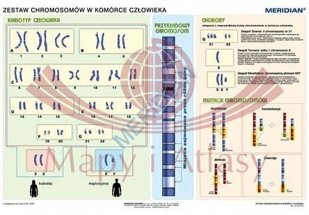 Podstawy genetyki - chromosomy w komórce człowieka. Plansza edukacyjna. Drewniane półwałki