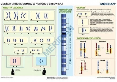 Podstawy genetyki - chromosomy w komórce człowieka. Plansza edukacyjna. Drewniane półwałki