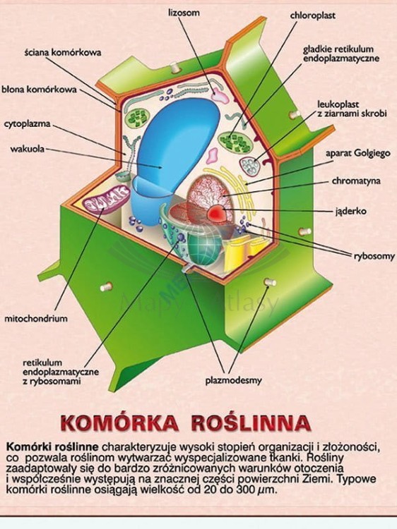 DUO Komórki - jednostki życia3.jpg