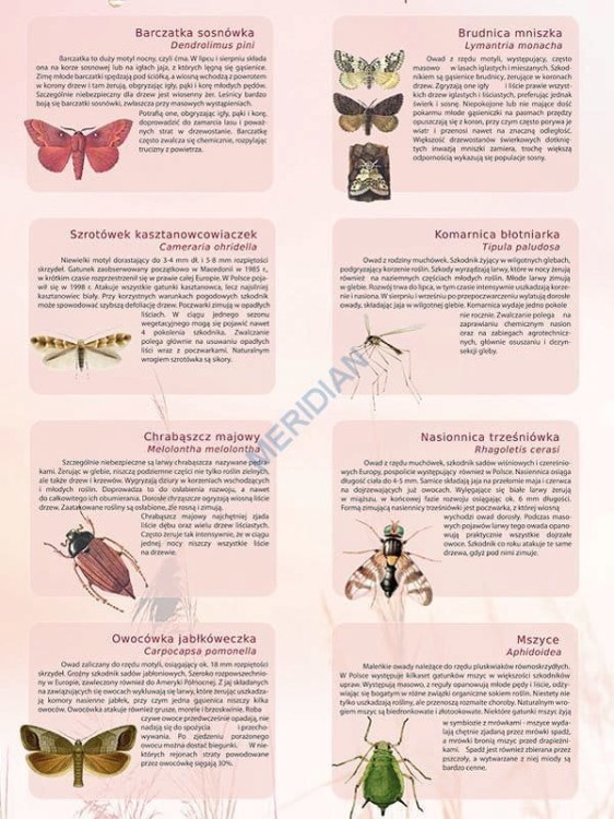 Owady szkodniki. Plansza edukacyjna. Drewniane półwałki