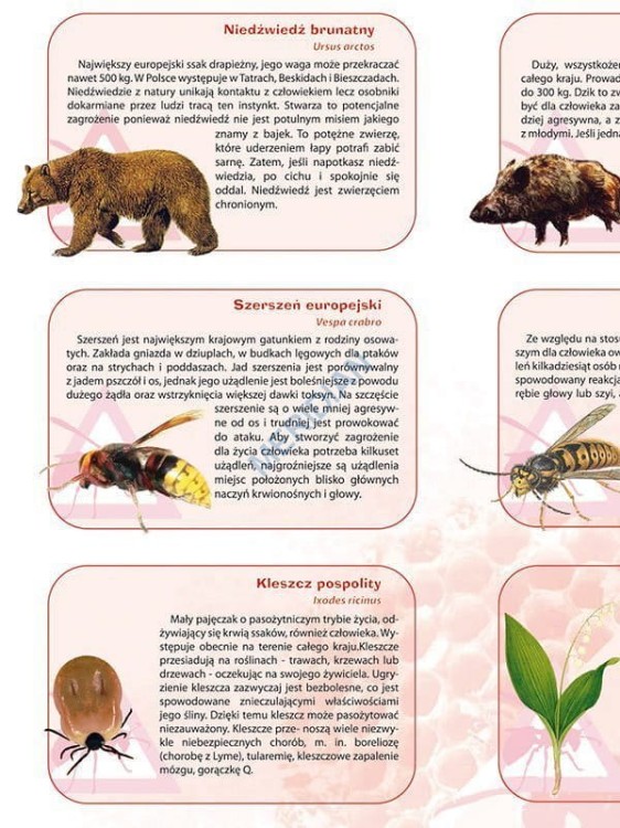 Niebezpieczne zwierzęta i rośliny w Polsce. Plansza edukacyjna wydawnictwa Meridian. Fragment 1