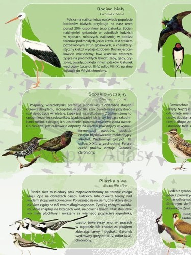 Ptaki naszych łąk i lasów. Plansza edukacyjna. Drewniane półwałki
