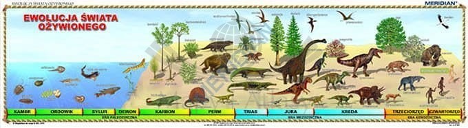 Ewolucja świata ożywionego. Plansza edukacyjna. Drewniane półwałki