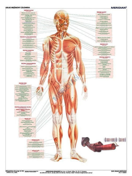DUO Układ mięśniowy człowieka2.jpg