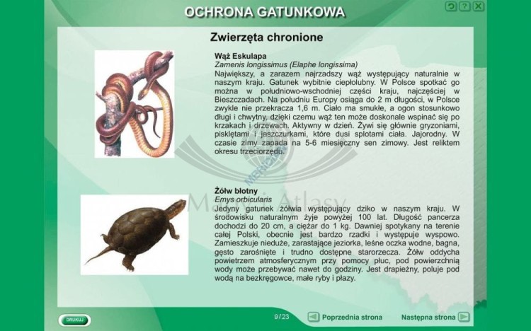 big_ochrona_gatunkowa.jpg