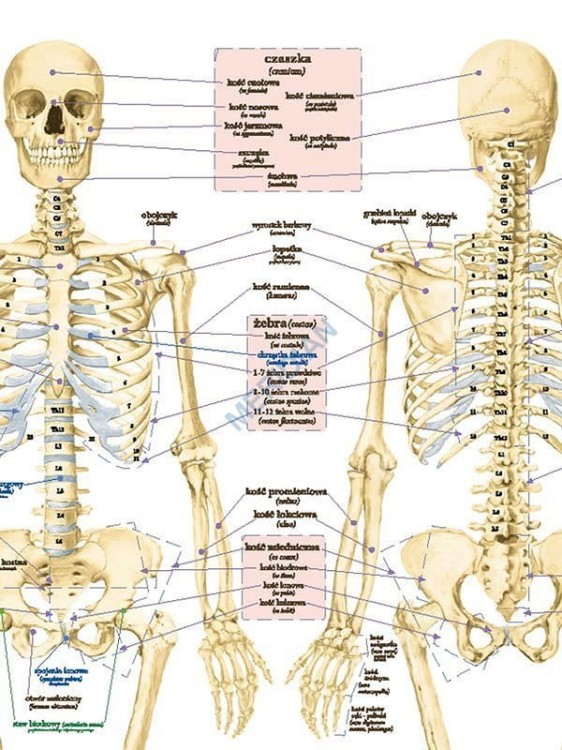 DUO Układ szkieletowy człowieka3.jpg