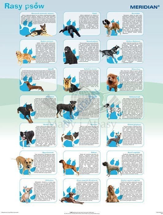 Rasy psów. Plansza edukacyjna. Drewniane półwałki