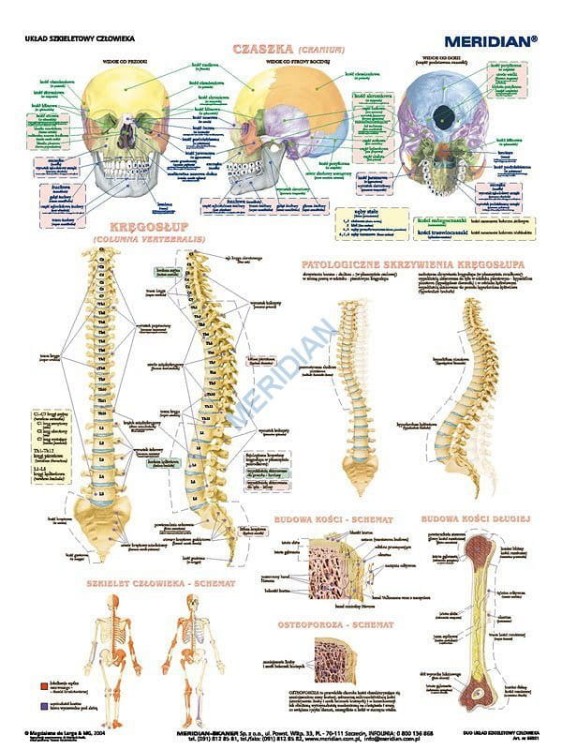 DUO Układ szkieletowy człowieka4.jpg