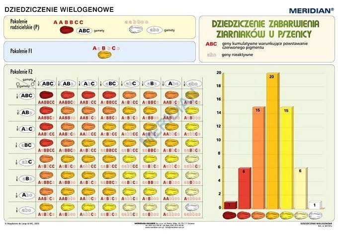 Podstawy genetyki - dziedziczenie wielogenowe. Plansza edukacyjna. Drewniane półwałki
