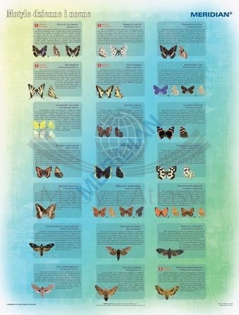 Motyle dzienne i nocne. Plansza edukacyjna. Drewniane półwałki