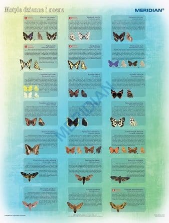 Motyle dzienne i nocne.jpg